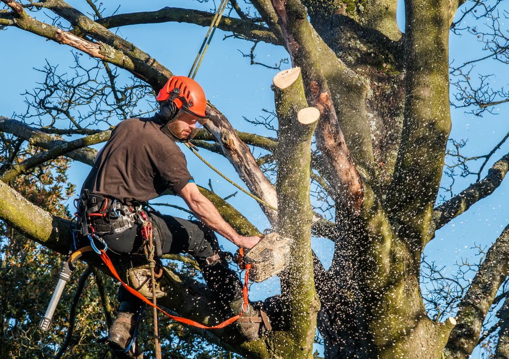 Conseils pratiques d’un élagueur professionnel pour l’élagage et l’abattage d’arbres dans le 69